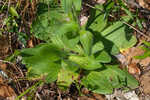 Common Leopardbane